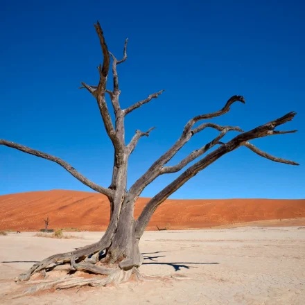 instagram image